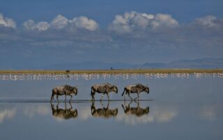 mirage by nicolas becka pangolin photo challenge