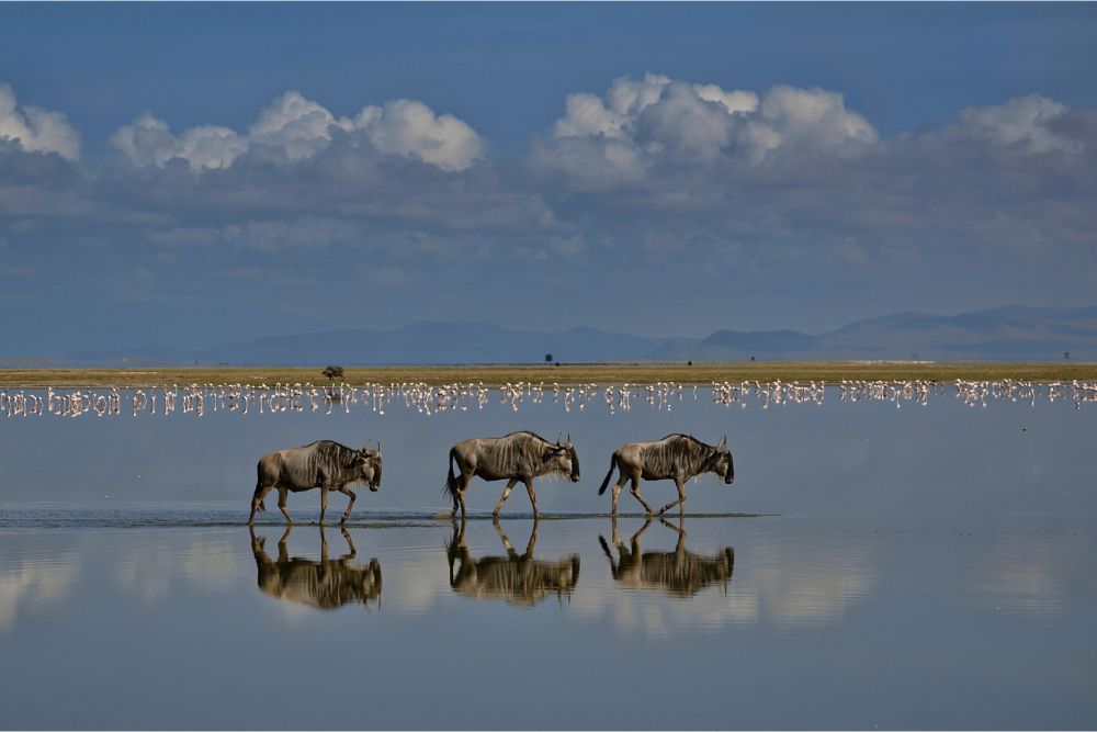 mirage by nicolas becka pangolin photo challenge