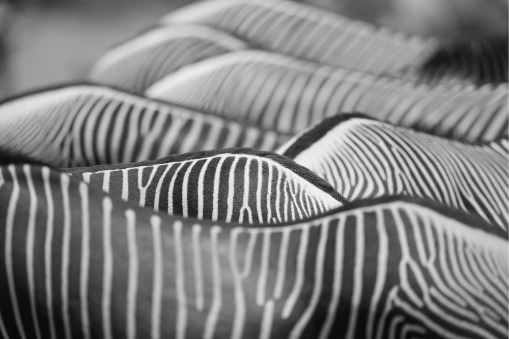 zebra stripes by janis hurley pangolin photo challenge
