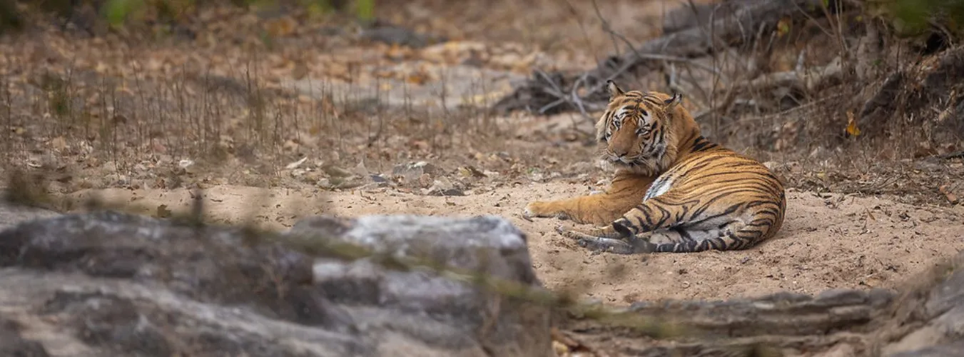 A Tiger relaxes in Bandavgarh National Park