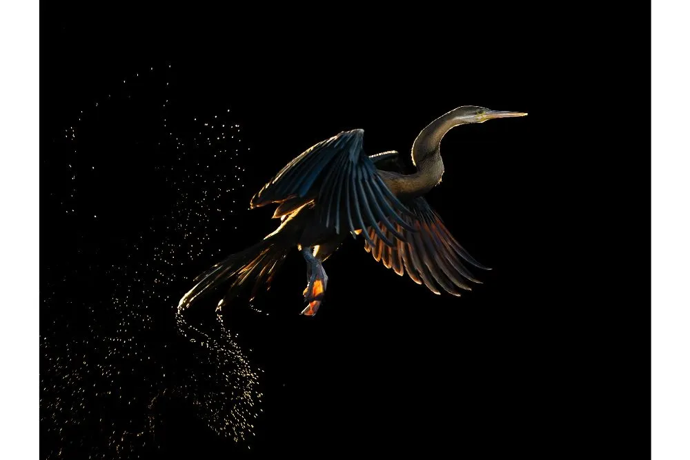 backlit darter by maggie bullock pangolin photo challenge