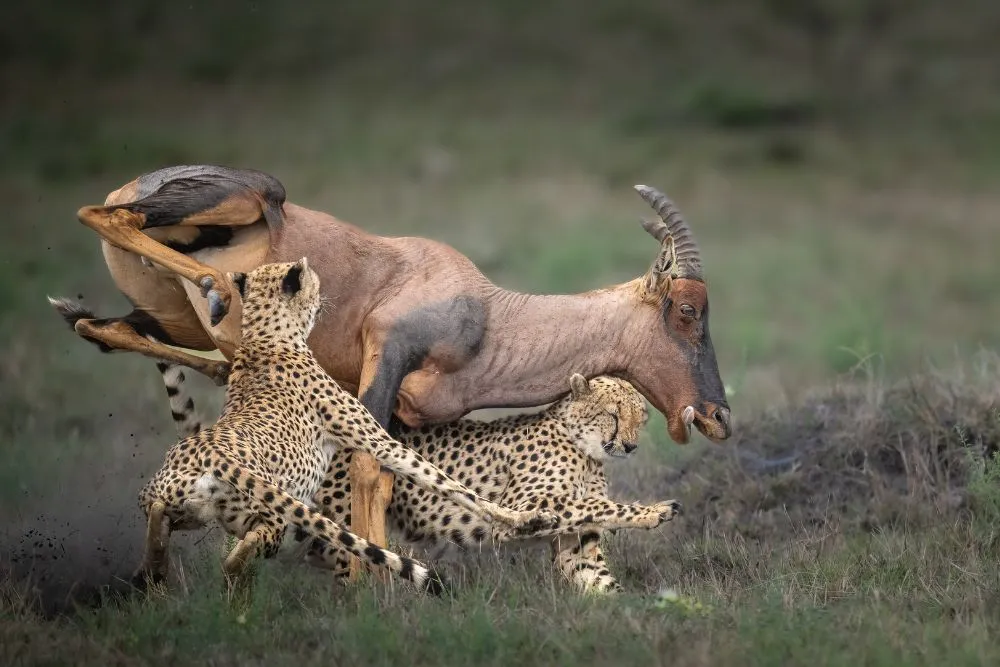 cheetahs at hunt by ofer korem pangolin photo challenge