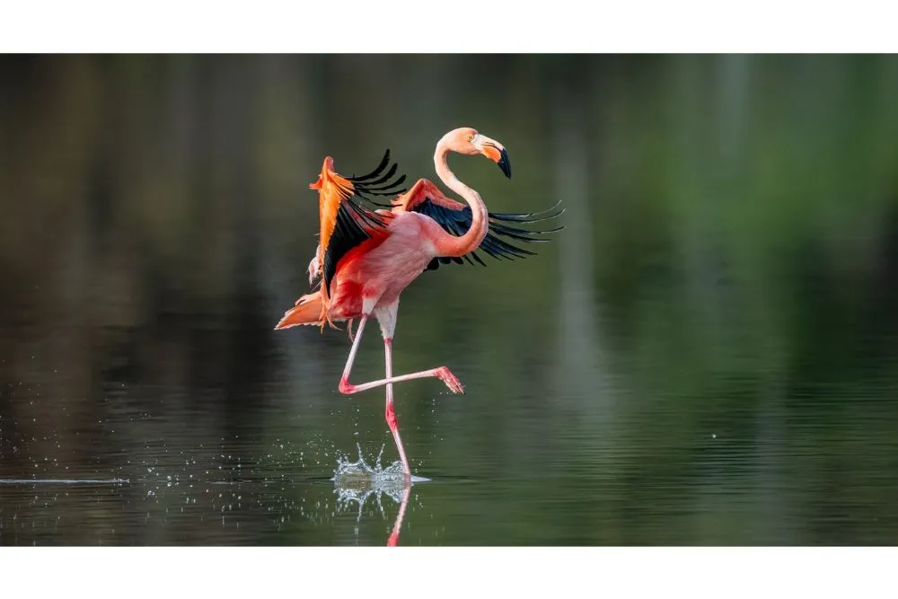 graceful landing by dale connolly pangolin photo challenge