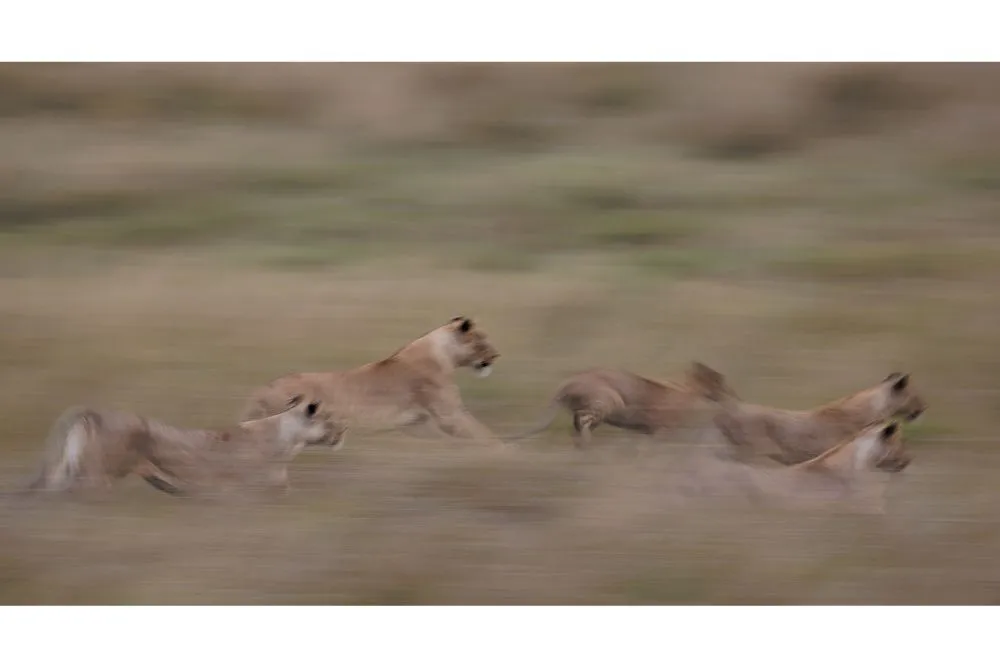 hunting time by bianca renz pangolin photo challenge