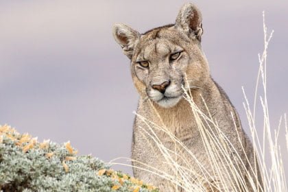 pumas