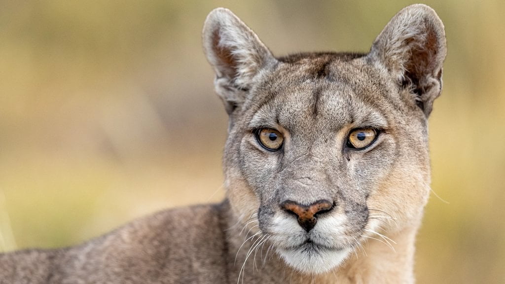 patagonia recce 1024 x 1000 patagonia recce 1024 x 1000