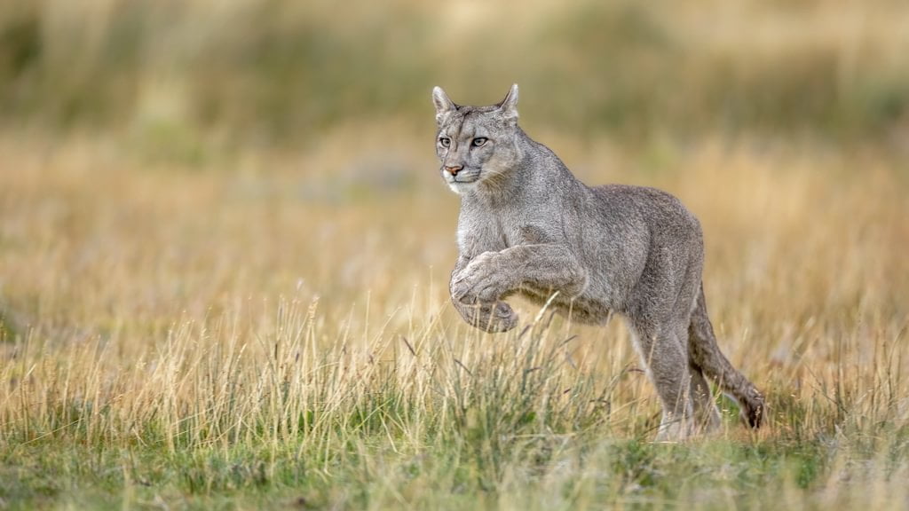 patagonia recce 1024 x 10001 patagonia recce 1024 x 10001