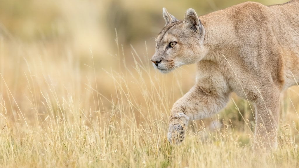 patagonia recce 1024 x 10002 patagonia recce 1024 x 10002