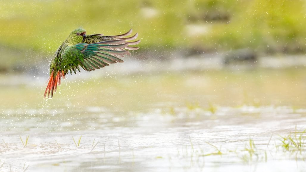 patagonia recce 1028 x 1000 patagonia recce 1028 x 1000