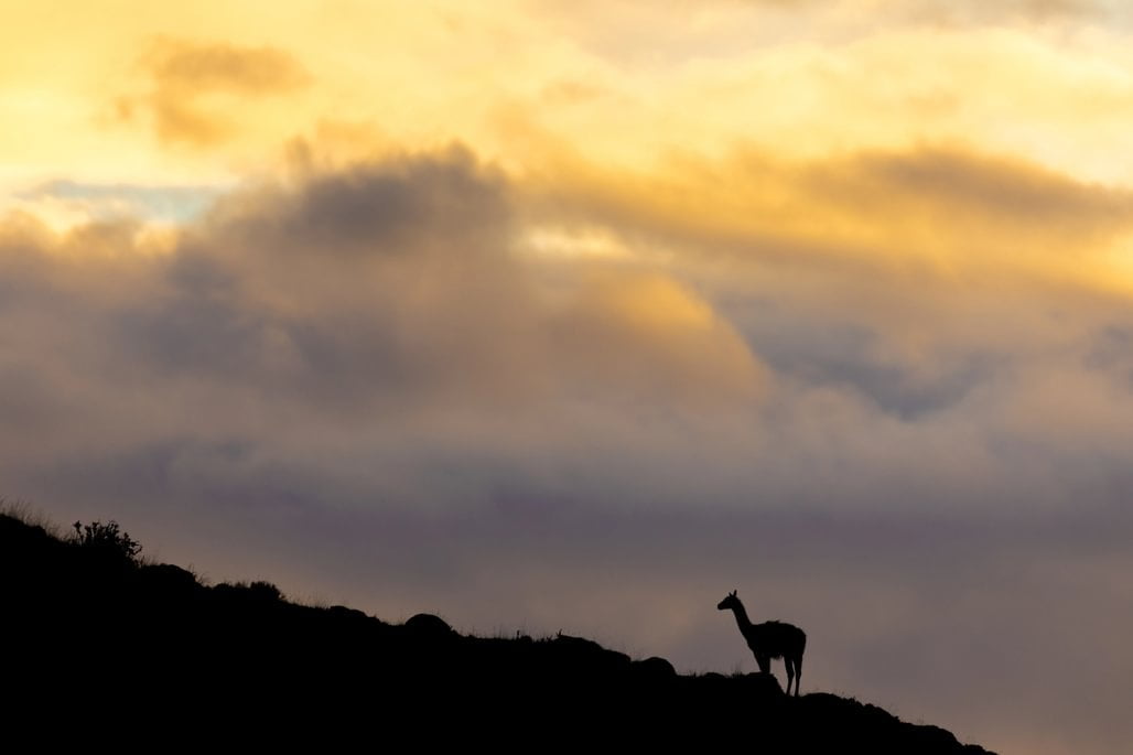 patagonia recce 1028 x 100010 patagonia recce 1028 x 100010