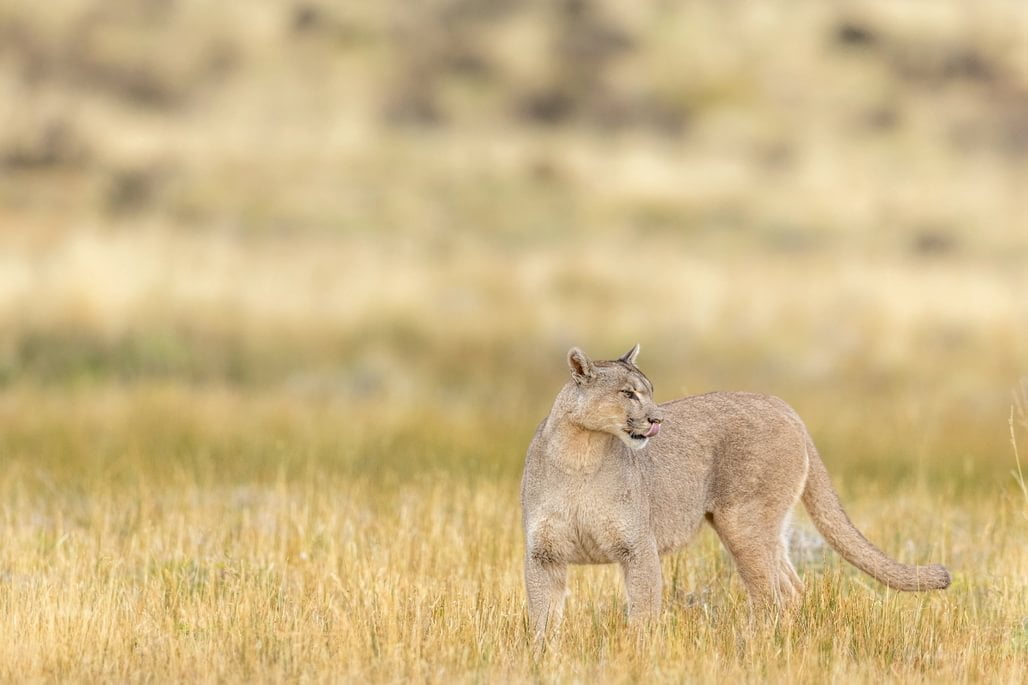 patagonia recce 1028 x 100012 patagonia recce 1028 x 100012