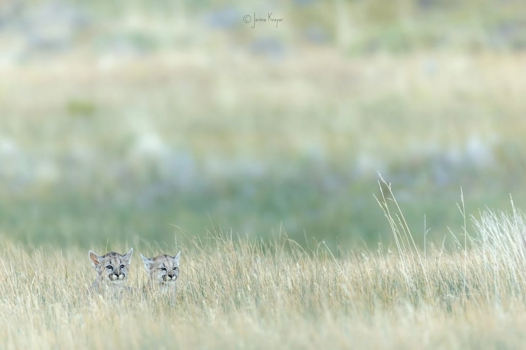 patagonia recce 1028 x 100013 patagonia recce 1028 x 100013