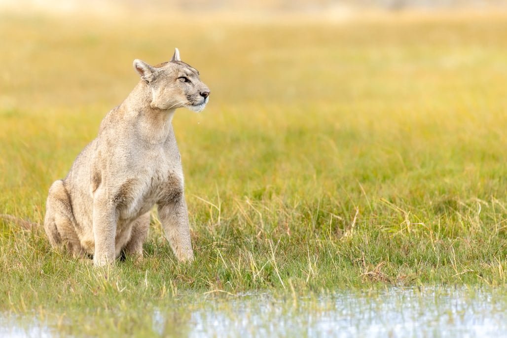 patagonia recce 1028 x 100014 patagonia recce 1028 x 100014