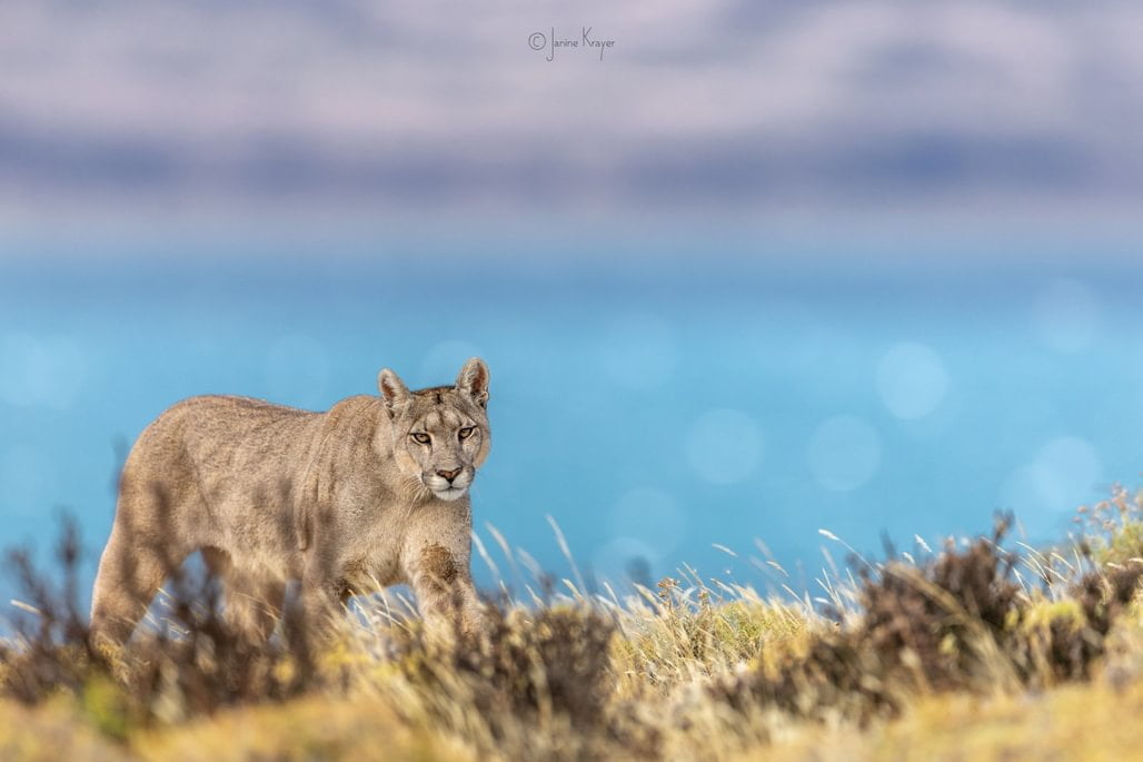 patagonia recce 1028 x 100015 patagonia recce 1028 x 100015