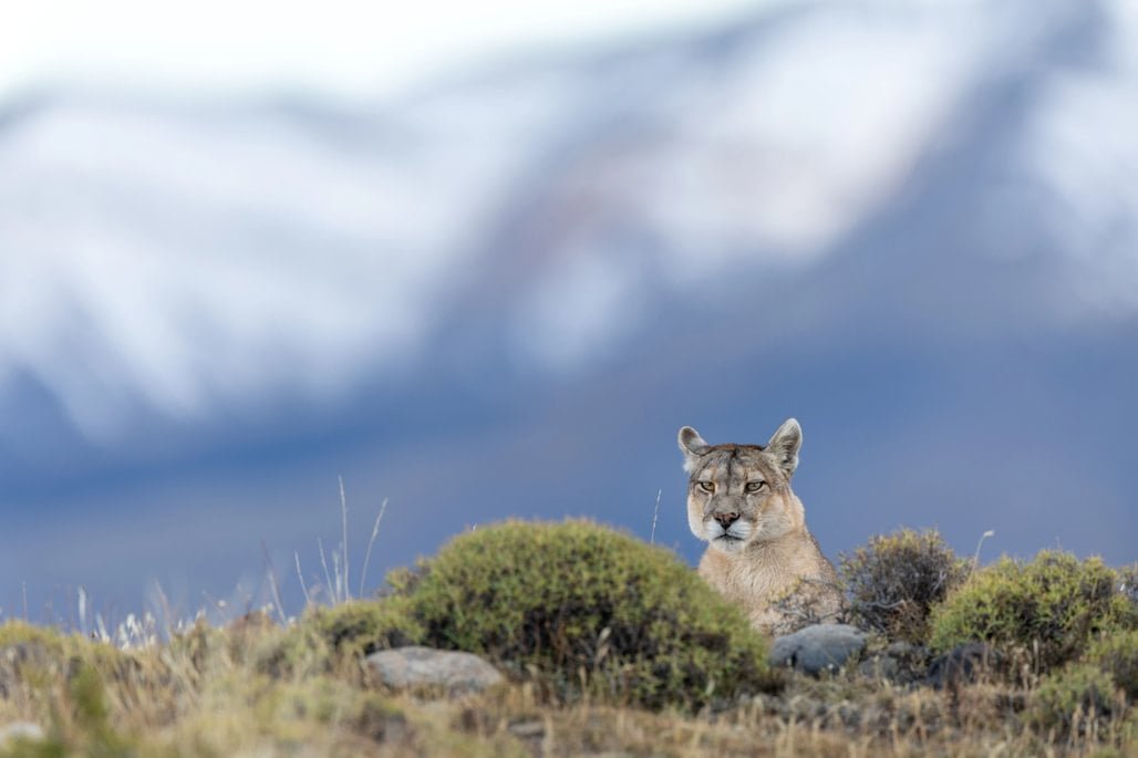 Pumas of Patagonia Photo Tour