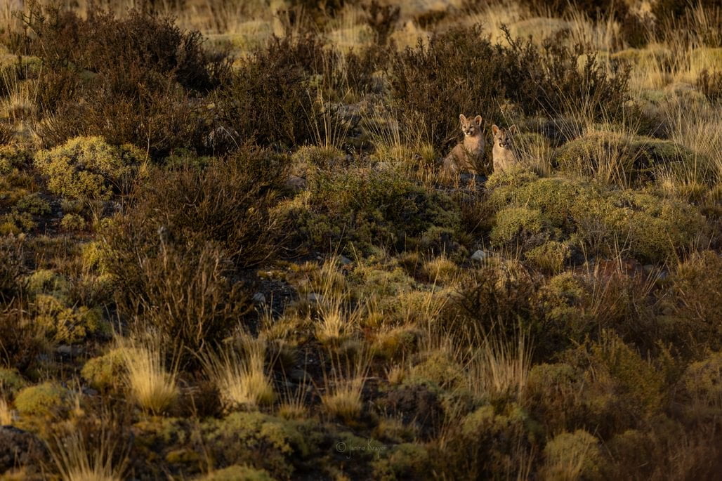 patagonia recce 1028 x 100017 patagonia recce 1028 x 100017