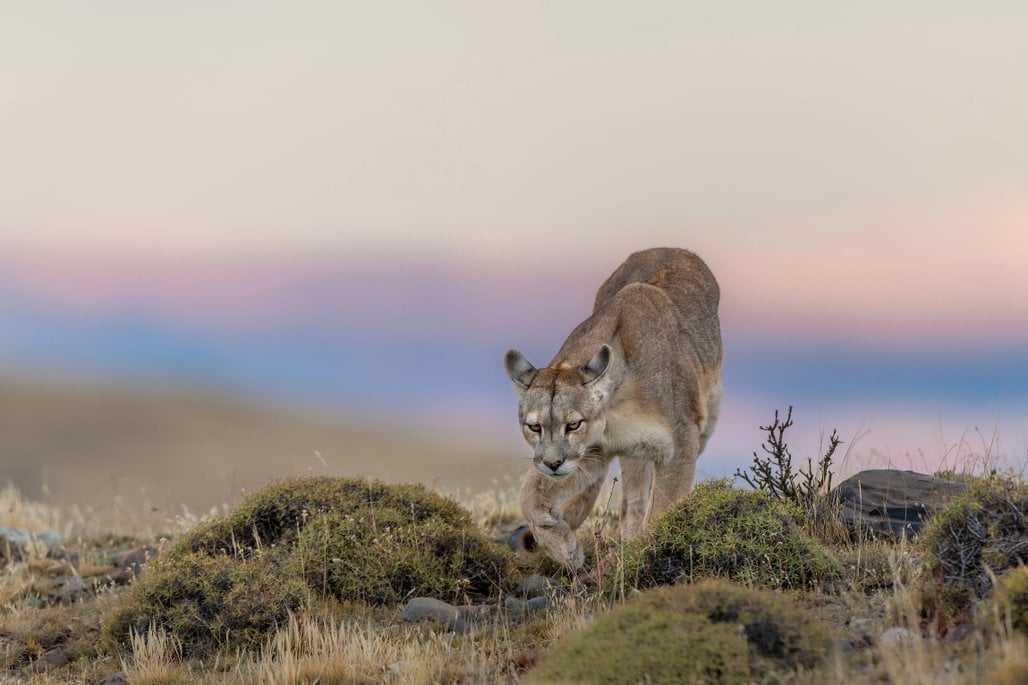 patagonia recce 1028 x 10002 patagonia recce 1028 x 10002