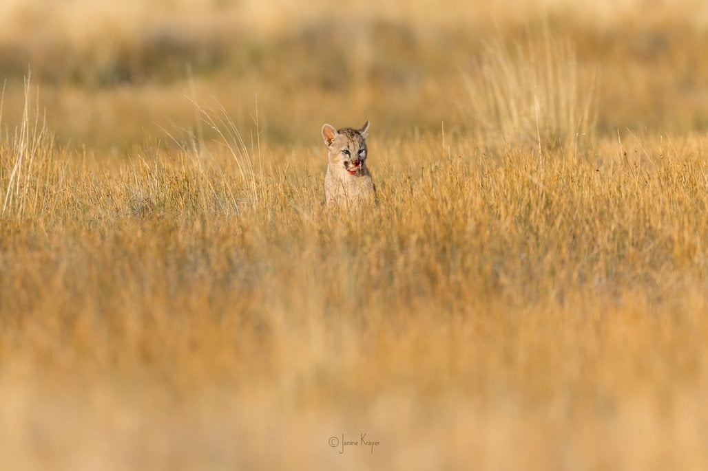 patagonia recce 1028 x 10003 patagonia recce 1028 x 10003