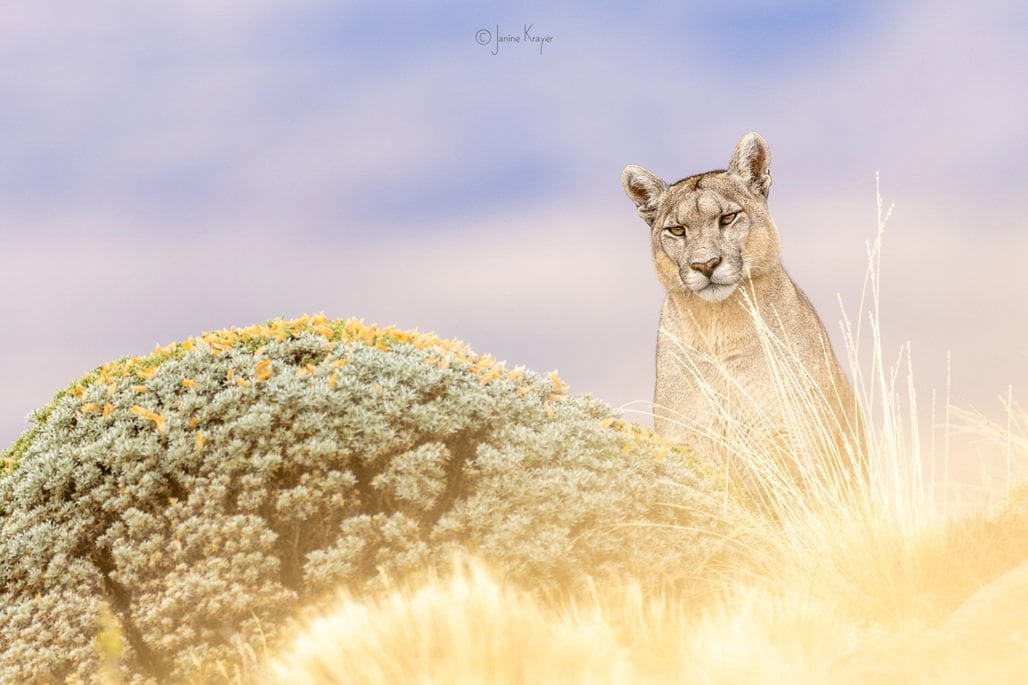 patagonia recce 1028 x 10007 patagonia recce 1028 x 10007