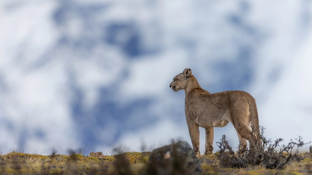 patagonia recce 1028 x 10008 patagonia recce 1028 x 10008