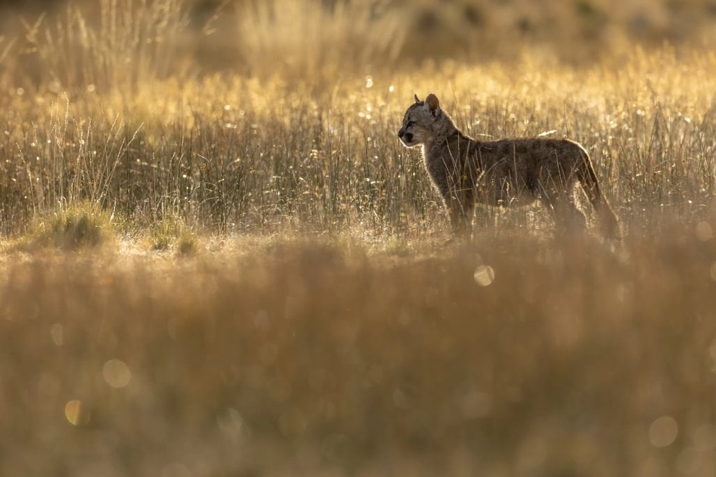 patagonia recce 1028 x 10009 patagonia recce 1028 x 10009