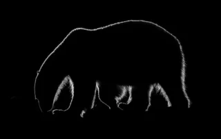 shadow by ulrich wolf pangolin photo challenge