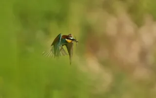 the killer of the sky by filippo tobbi pangolin photo challenge