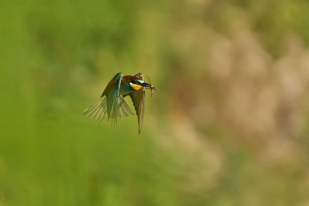 the killer of the sky by filippo tobbi pangolin photo challenge