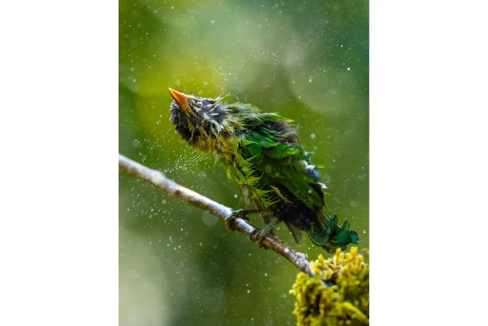 white cheeked barbet by amit satiya pangolin photo challenge