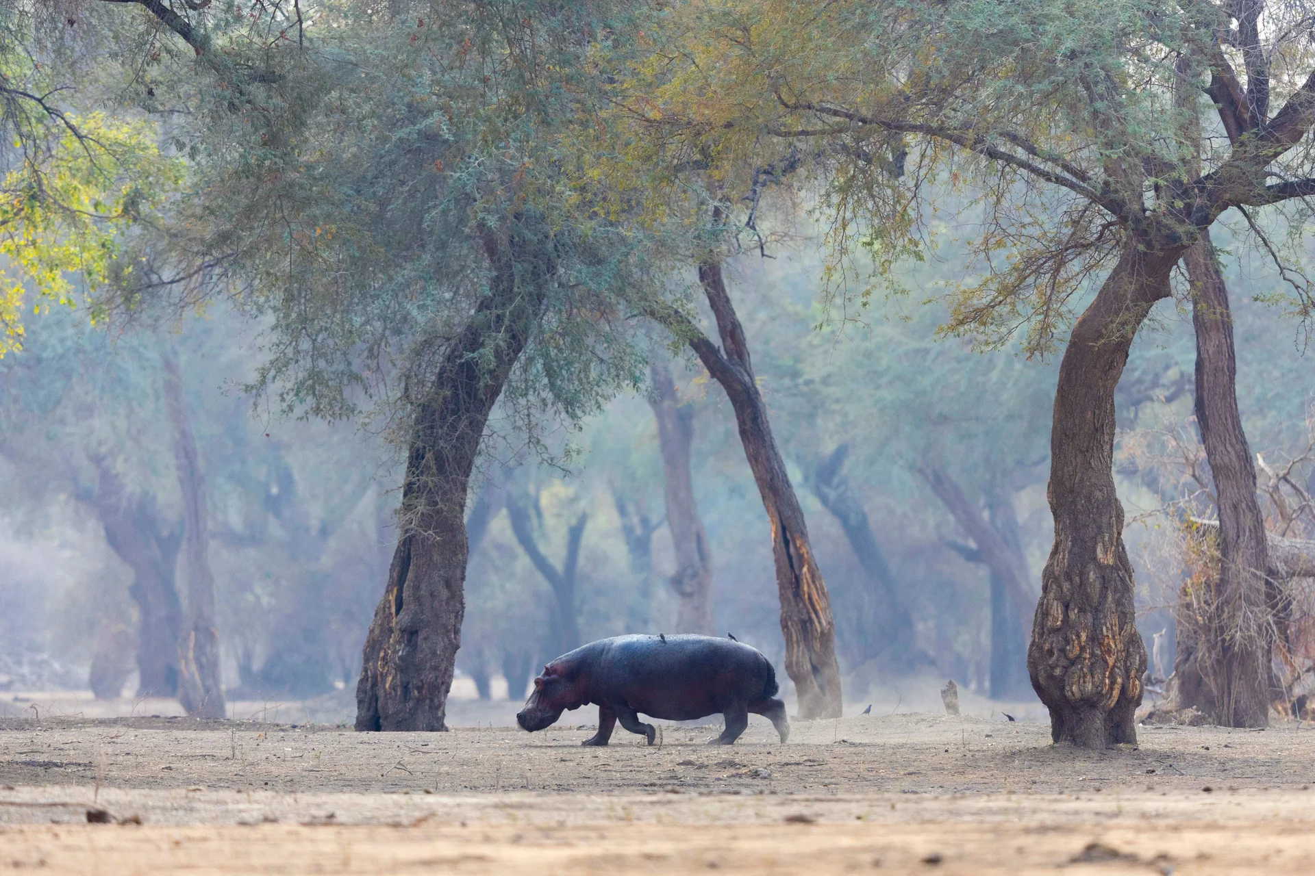 0z9a0394 slider 1920 hippo