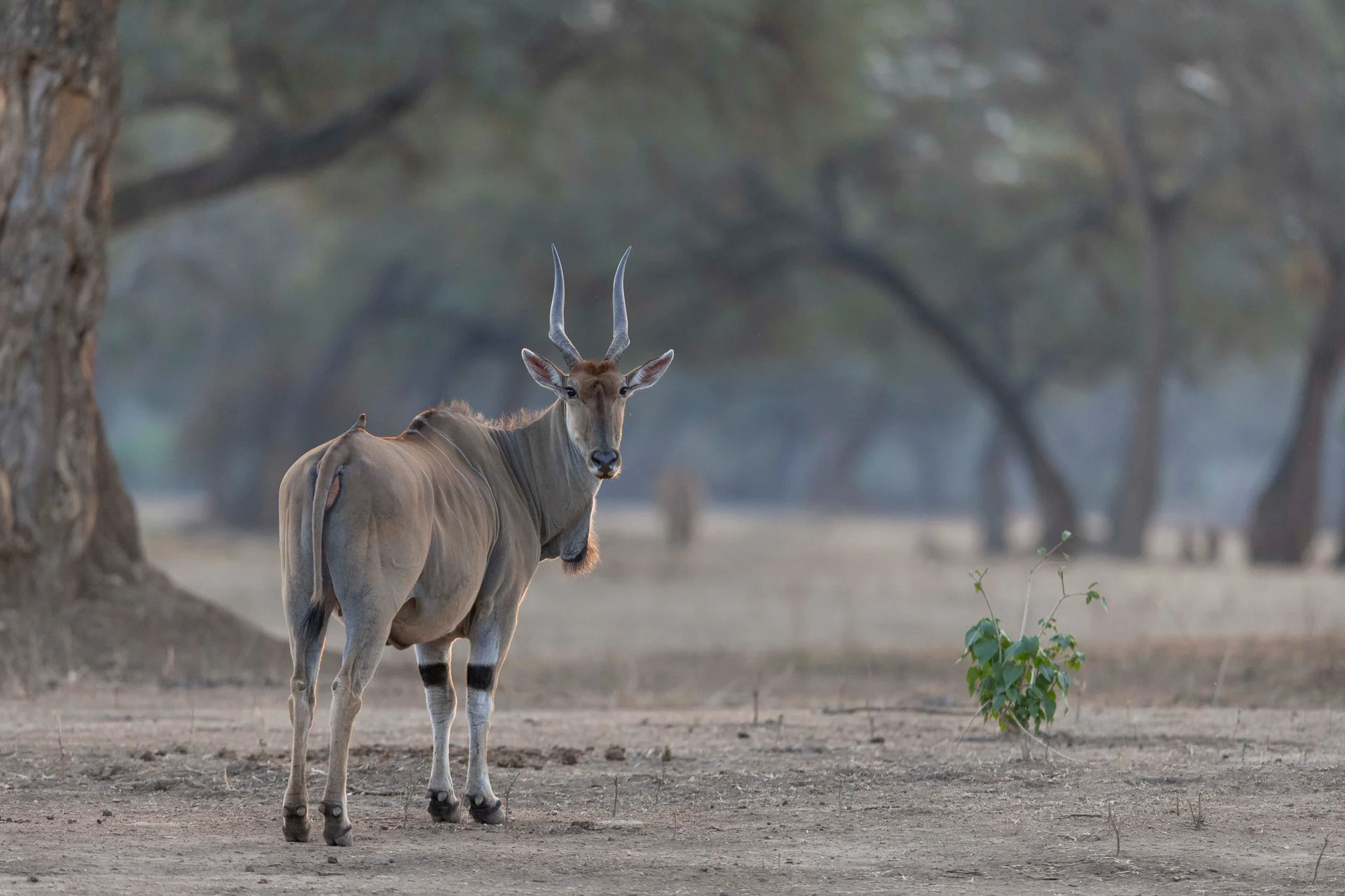 0z9a3169 slider 1920 eland