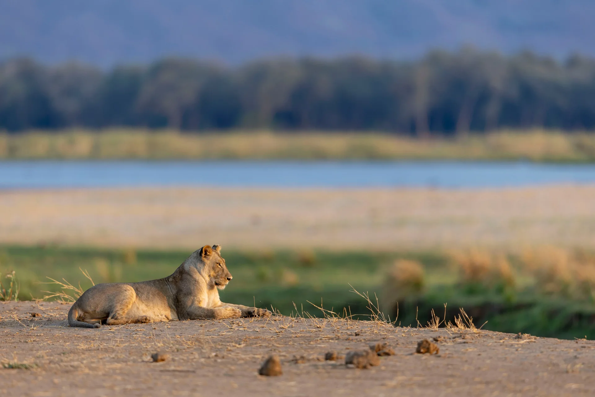 0z9a3297 slider 1920 lion