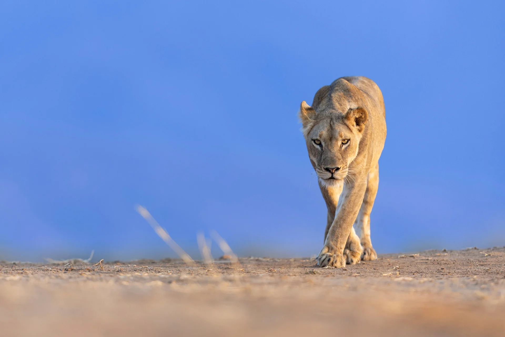0z9a3475 slider 1920 lioness