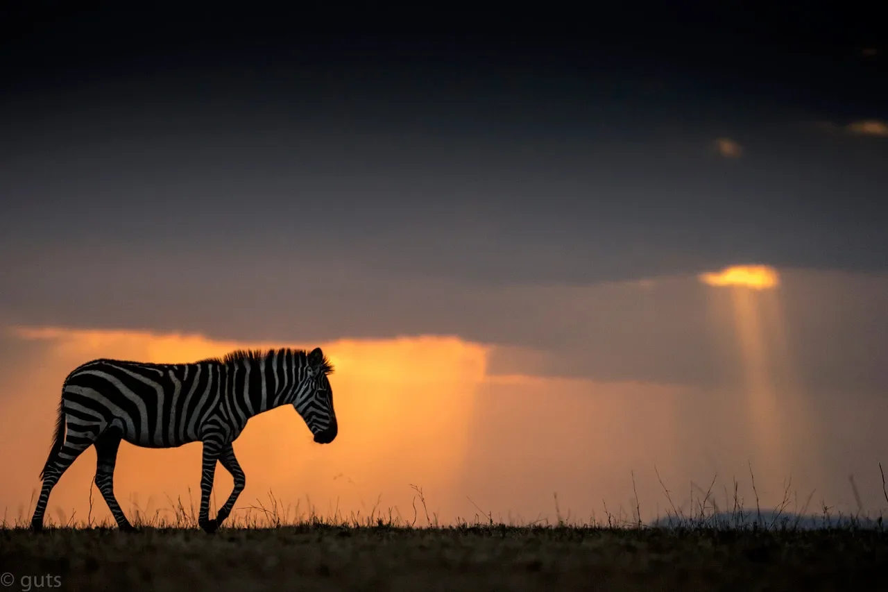 1 (1) slider 1920 zebra silhouette