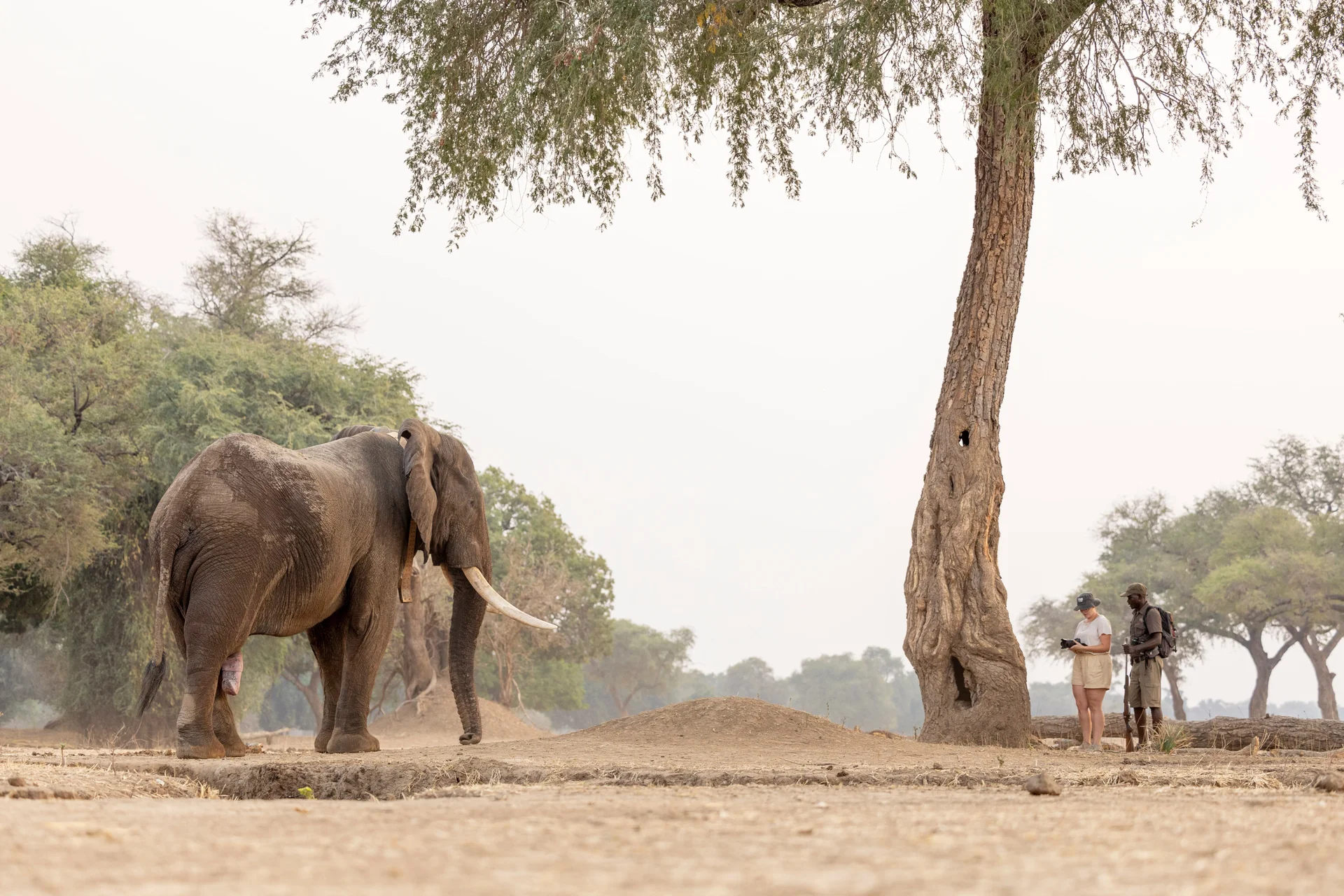 180a0240 slider 1920 elephant and guest