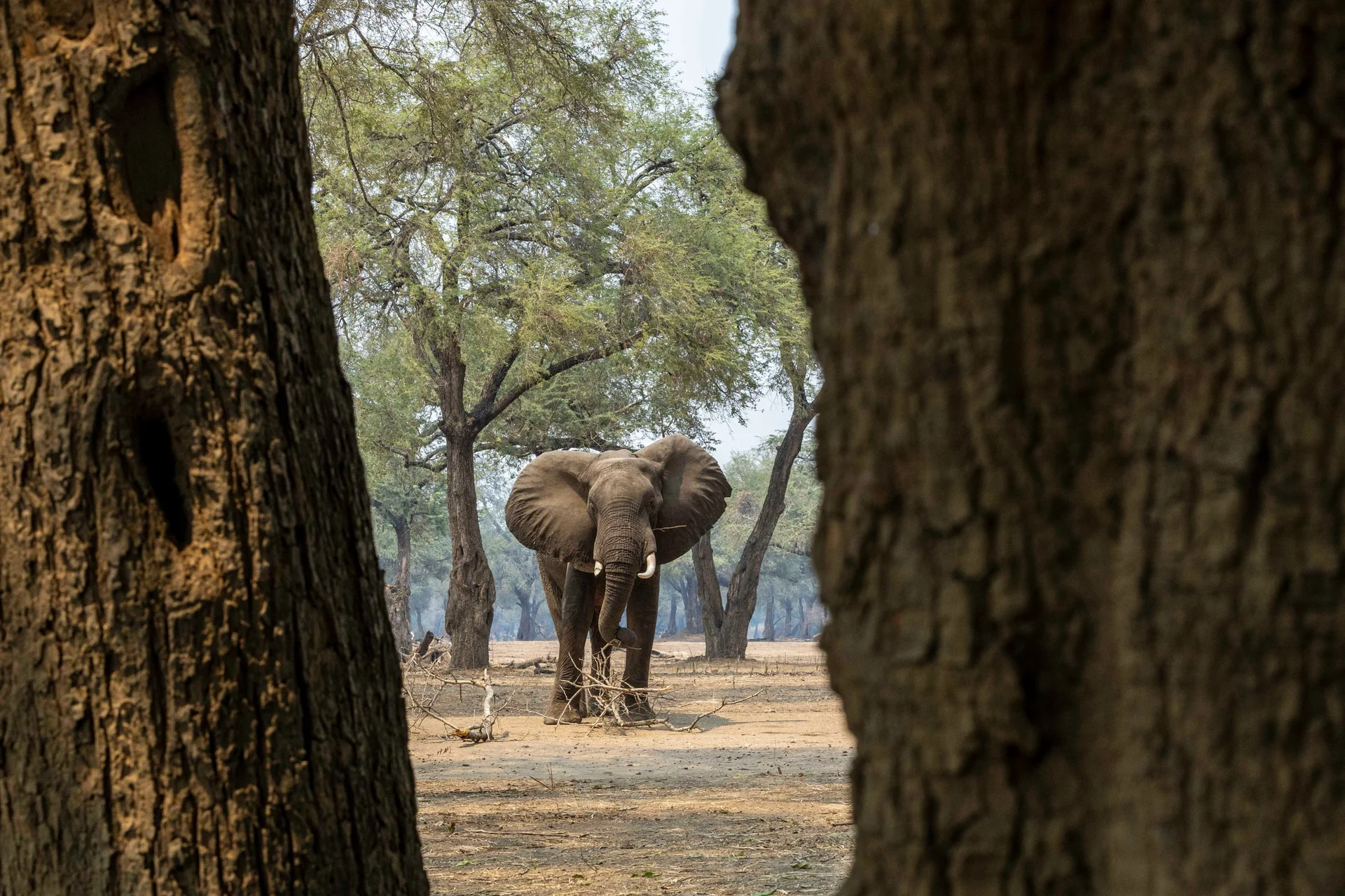 180a0581 slider 1920 elephant