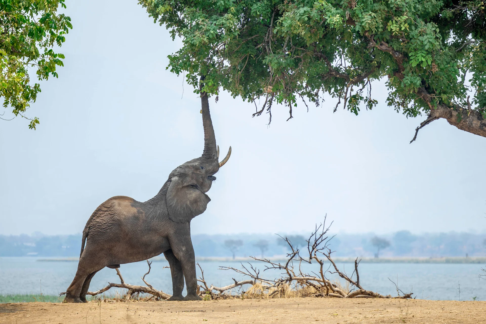 180a0866 slider 1920 elephant feeding