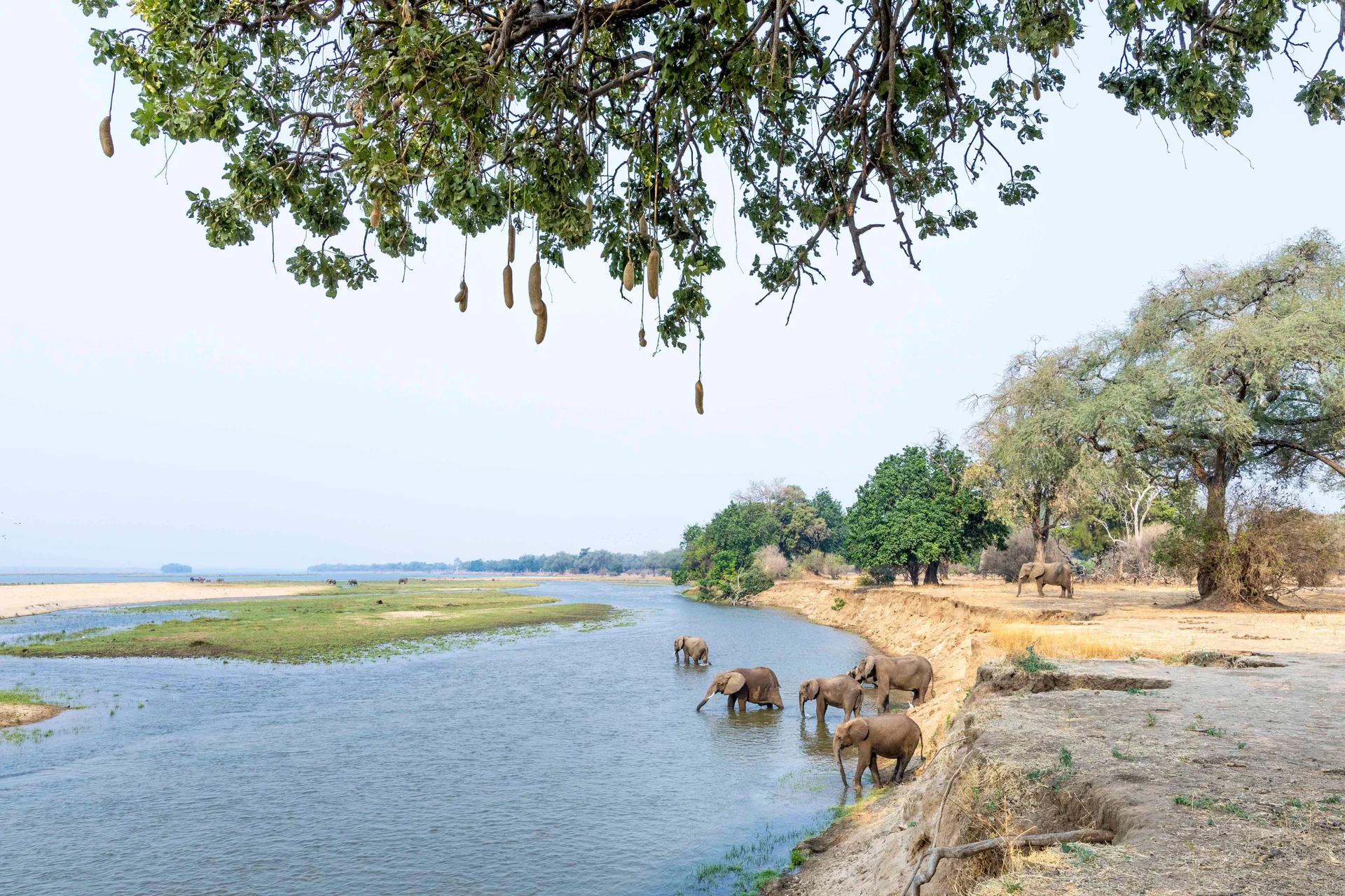 180a1028 slider 1920 elephants by the river