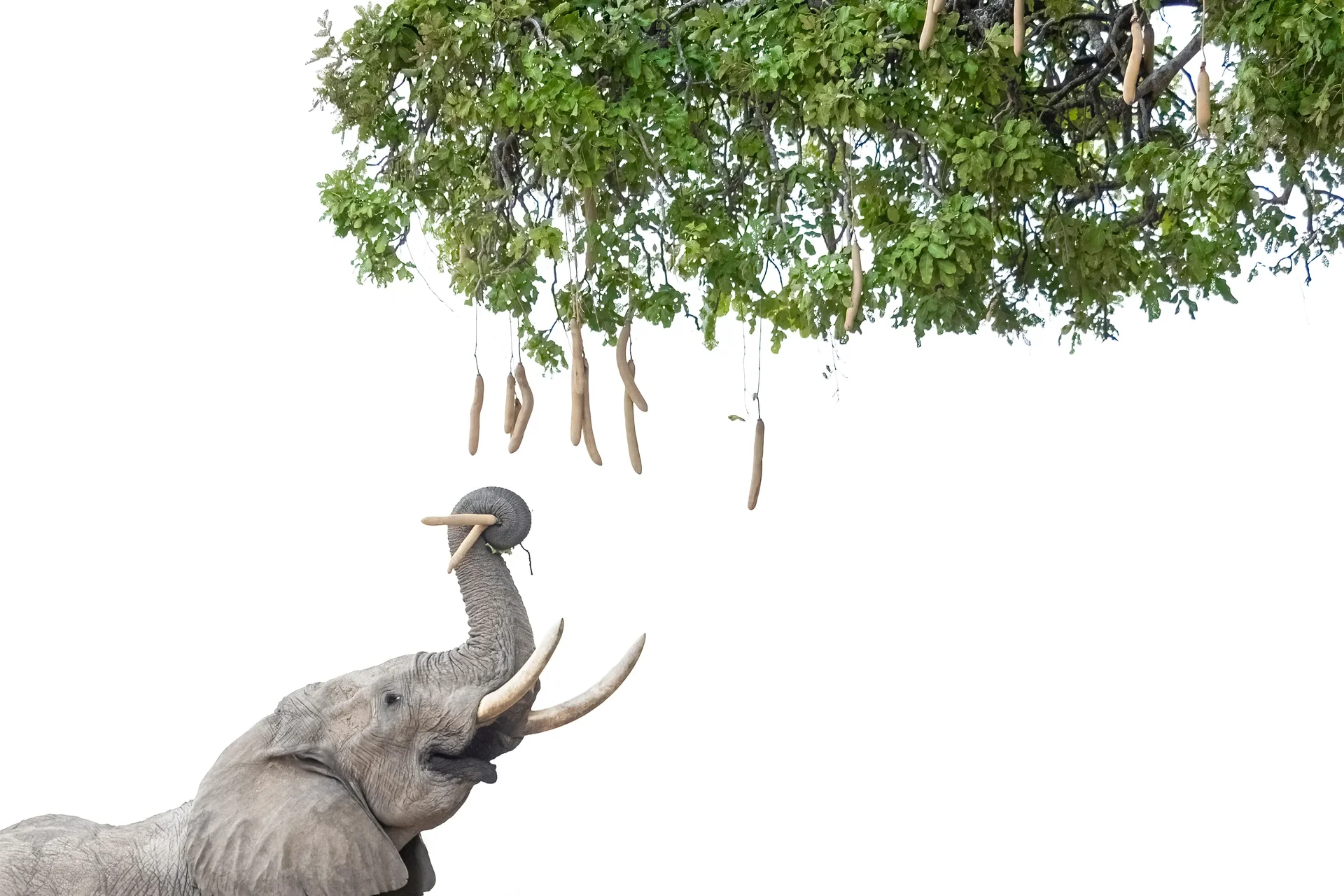 180a1540 edit slider 1920 elephant feeding