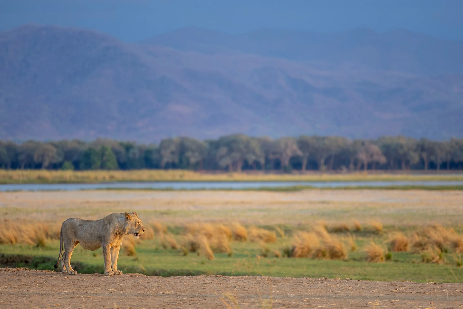180a2224 slider 1920 lioness on the plains