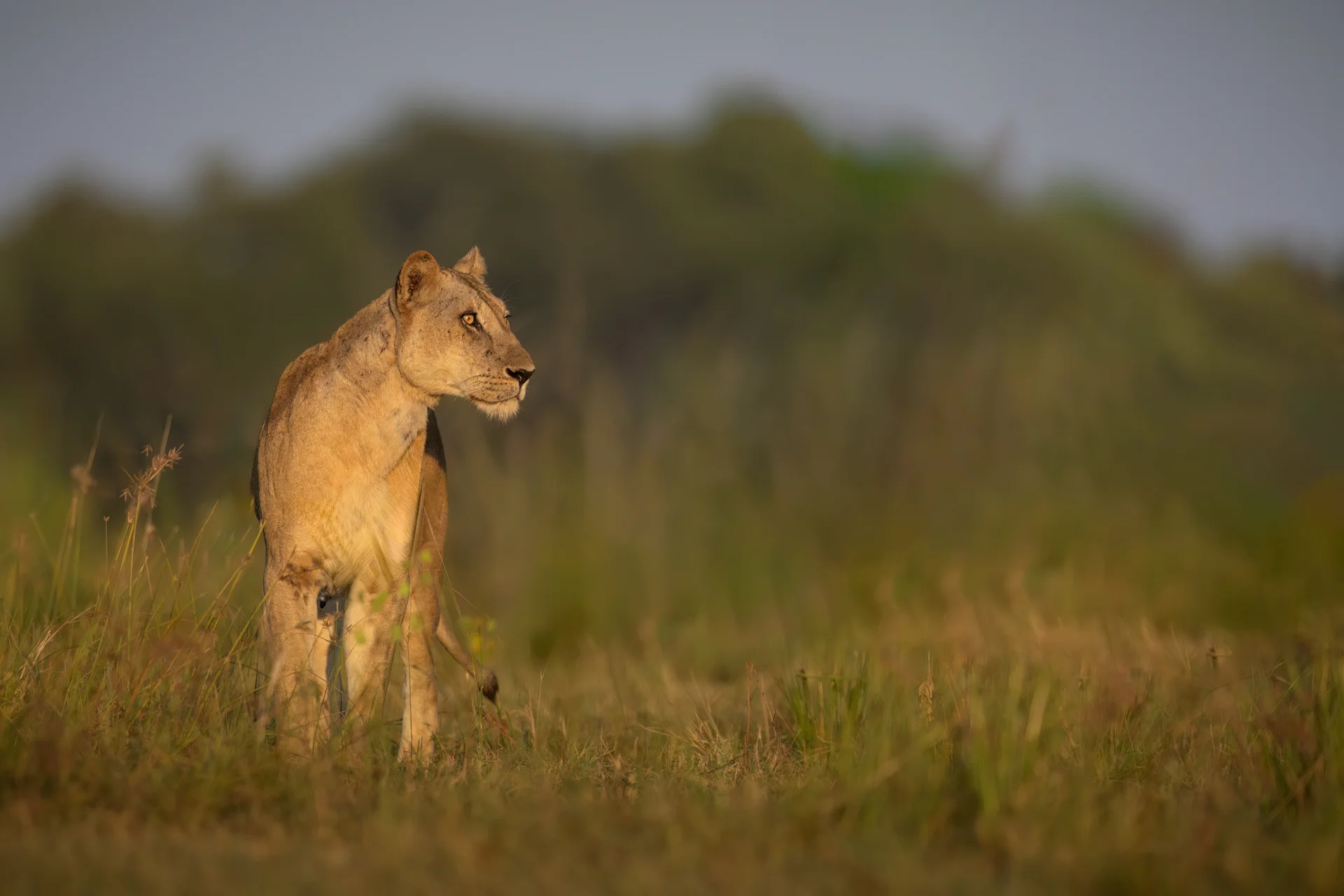 20a0463 edit edit 2 slider 1920 lioness