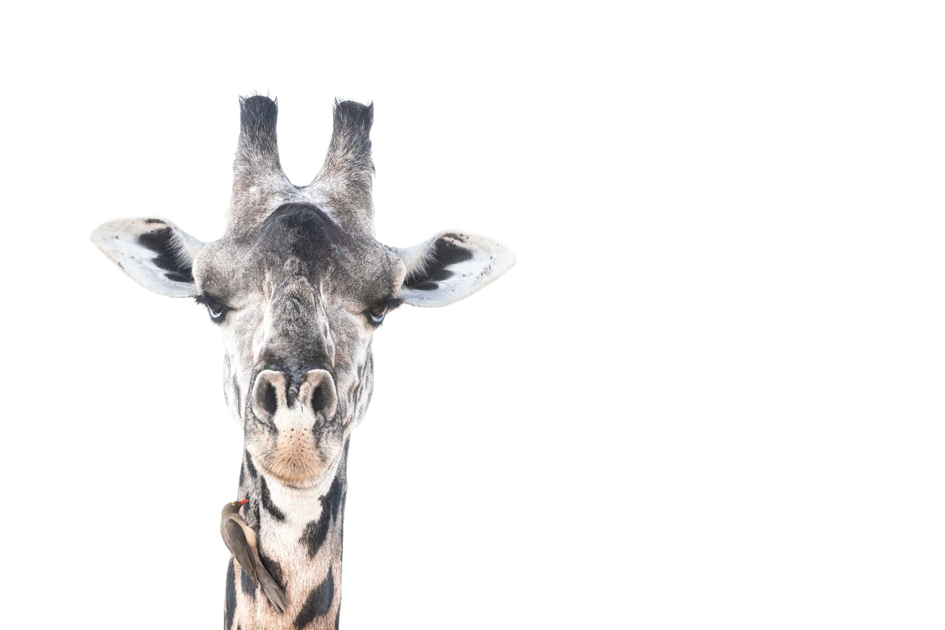 20a1248 slider 1920 hi key giraffe
