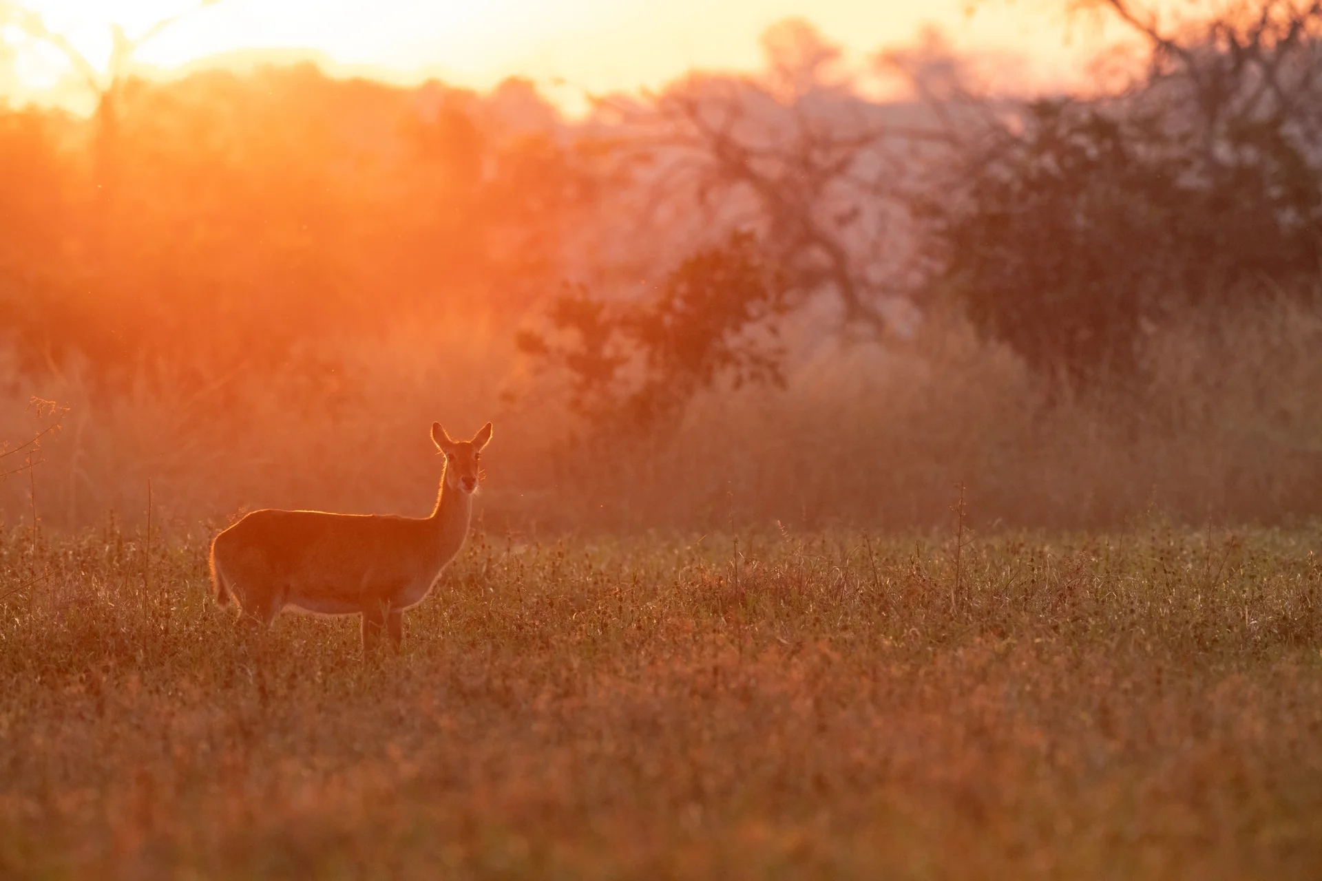 20a3345 slider 1920 puku at dawn