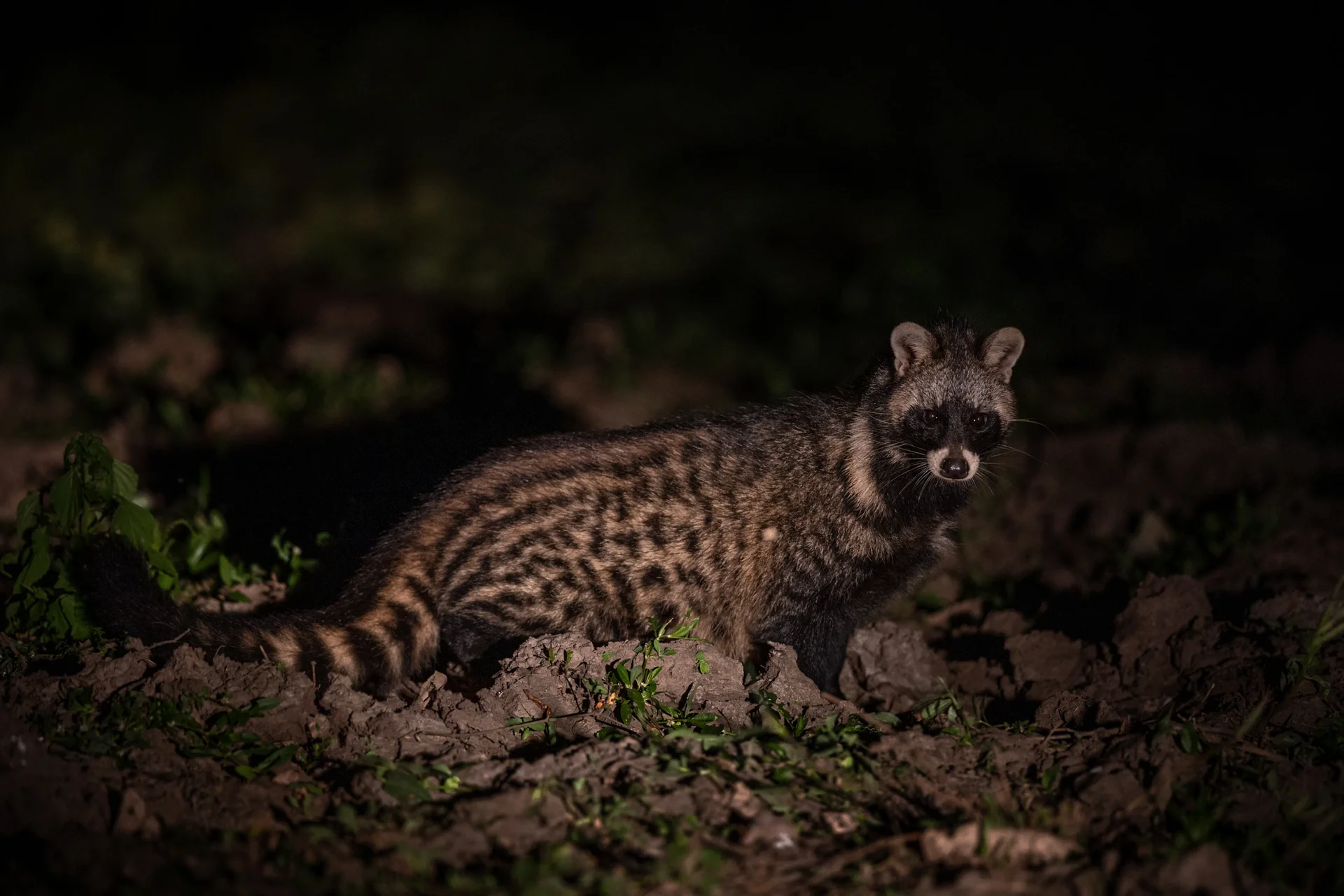 20a3896 slider 1920 civet cat in south luangwa