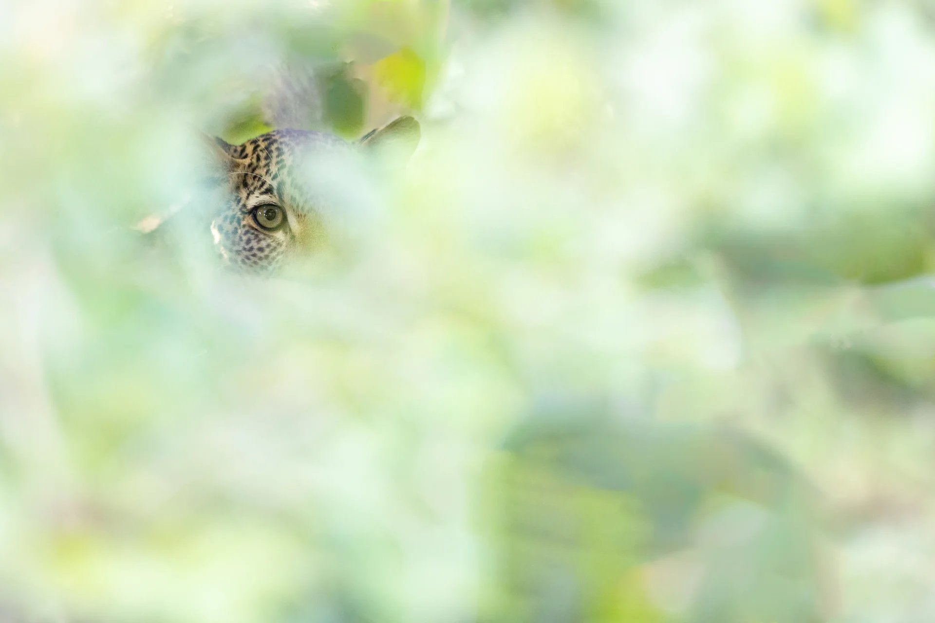 20a4415 edit slider 1920 leopard hiding