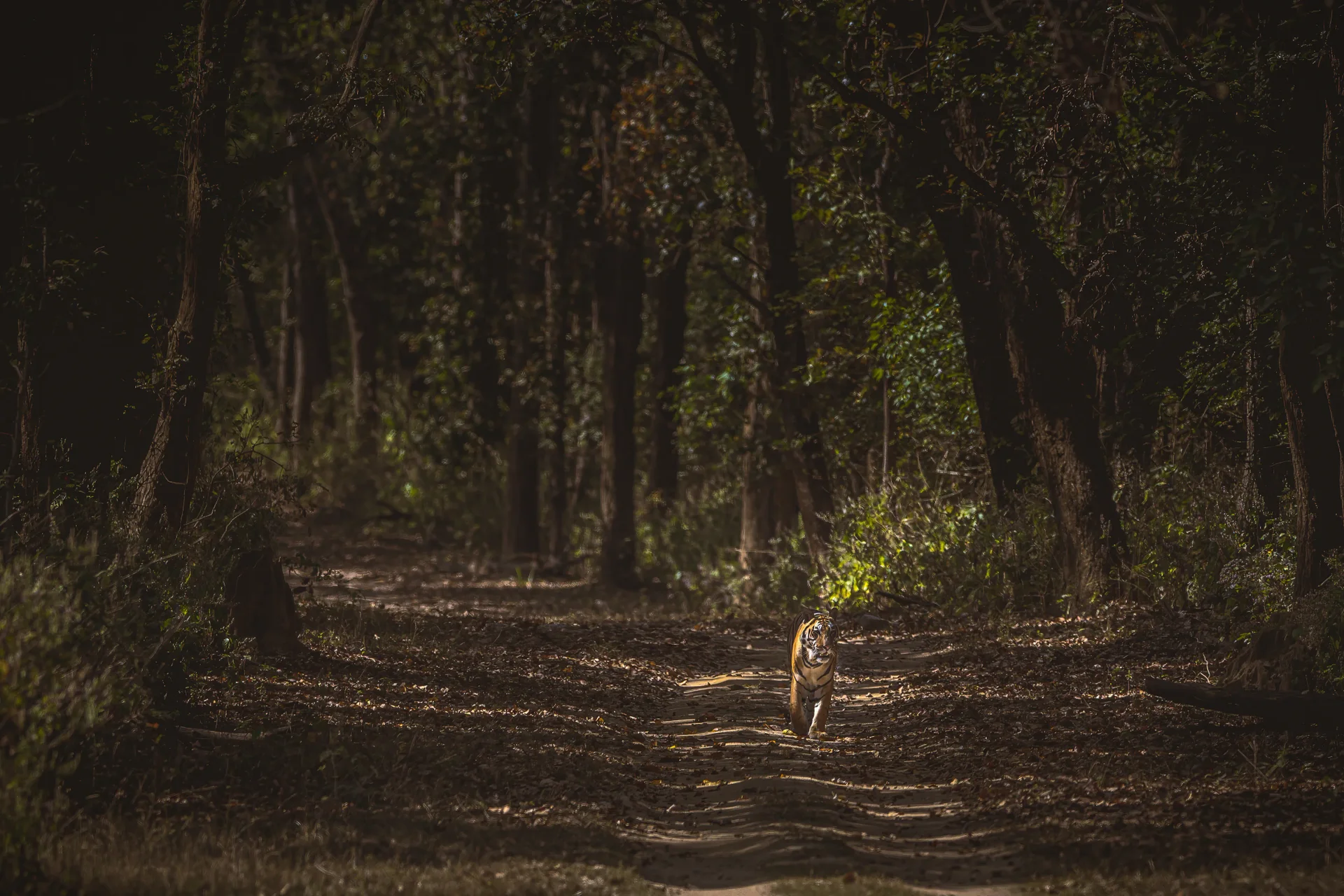 20a6848 edit slider 1920 tiger in the forrest in india