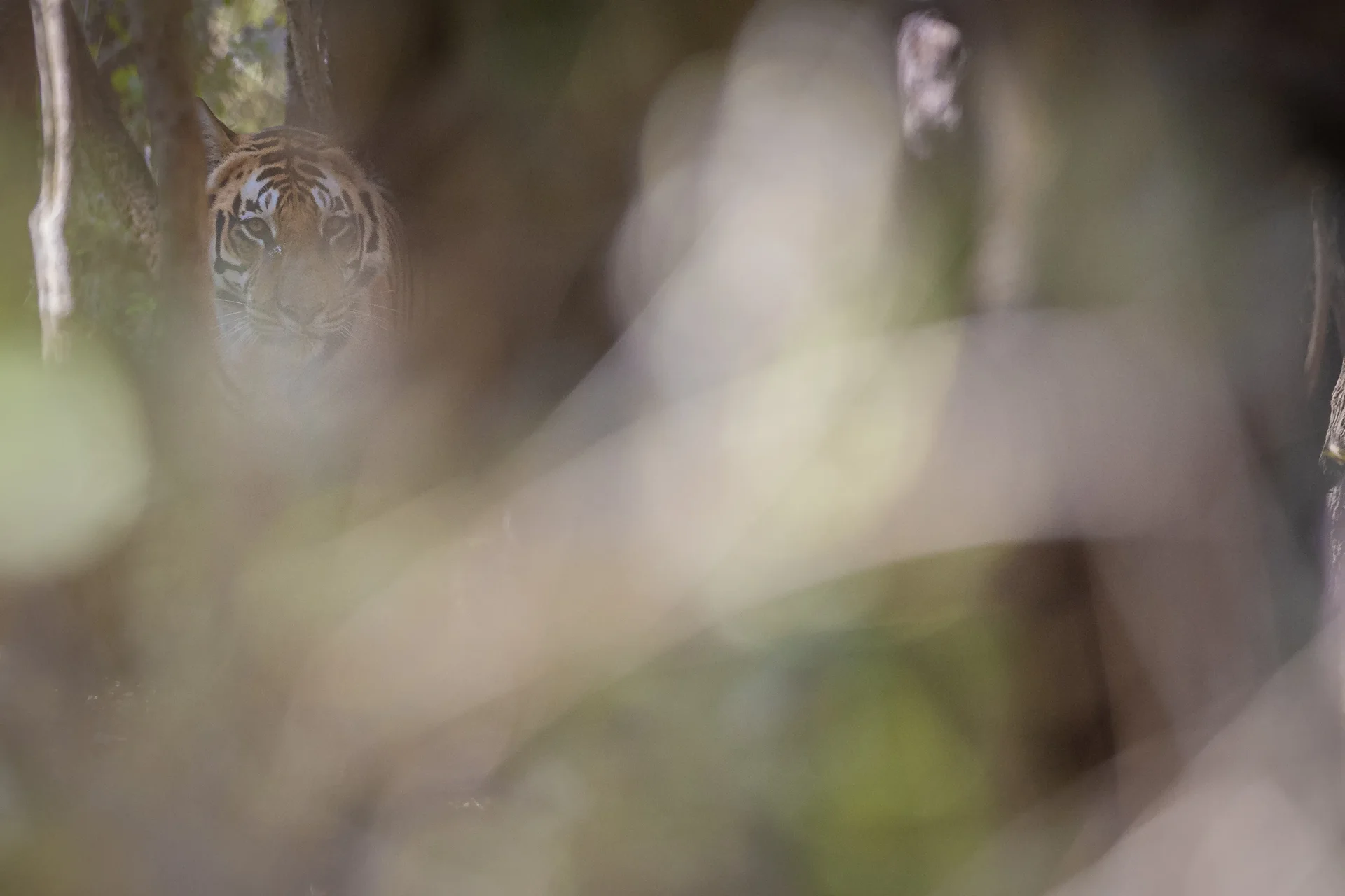 20a6897 slider 1920 indian tiger hiding and watching