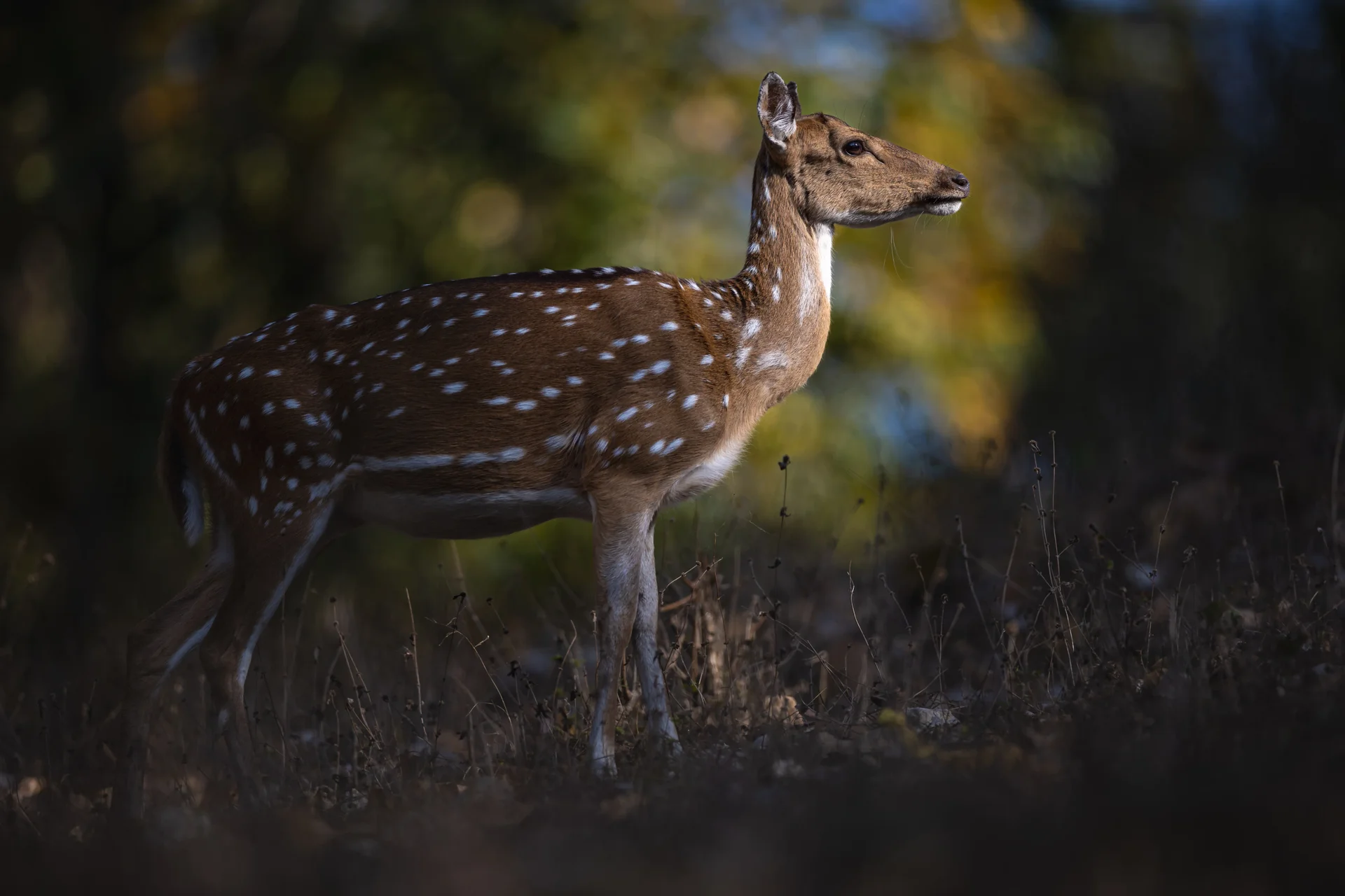 20a6976 slider 1920 spotted deer