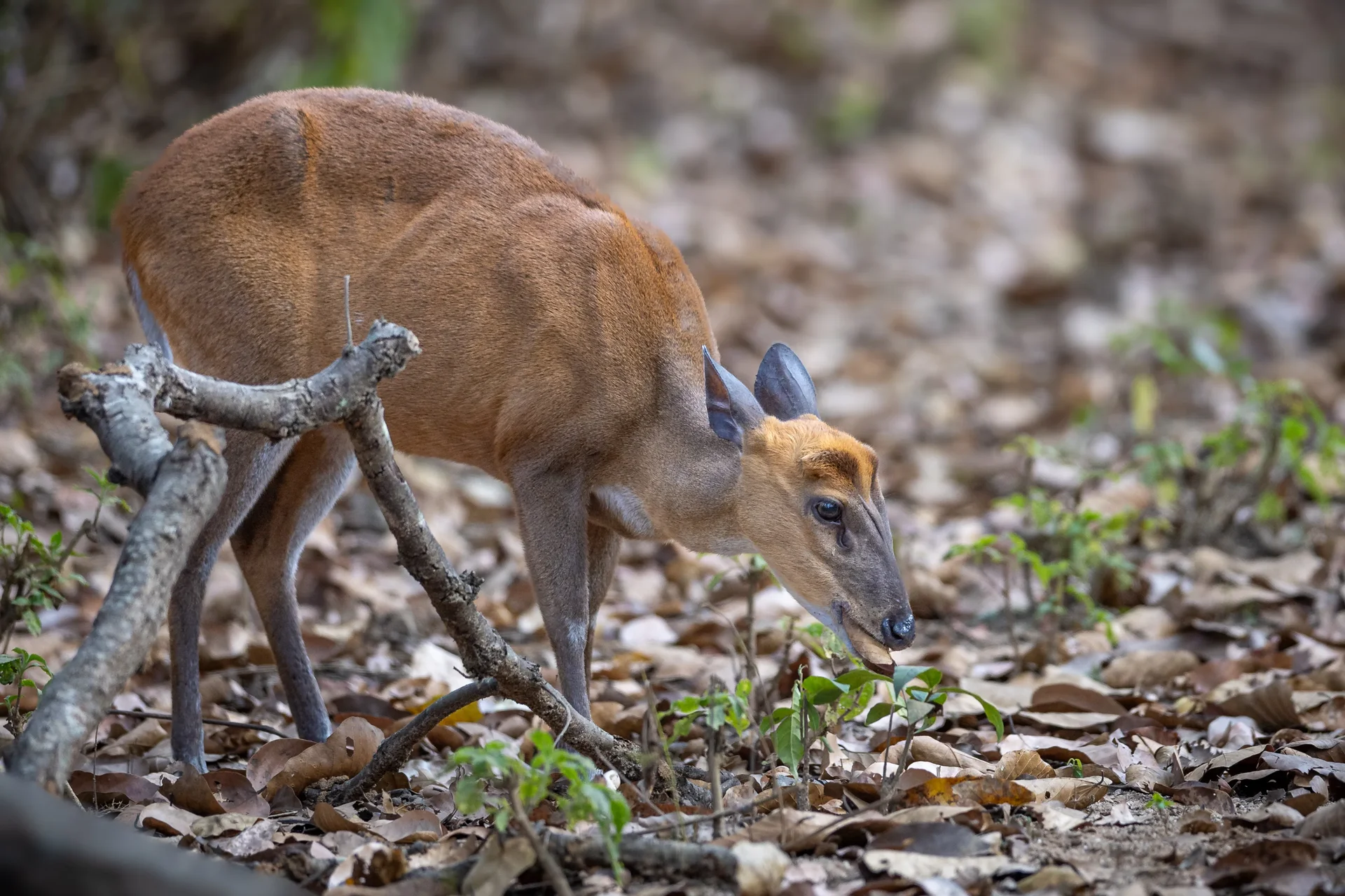 20a7024 slider 1920 barking deer