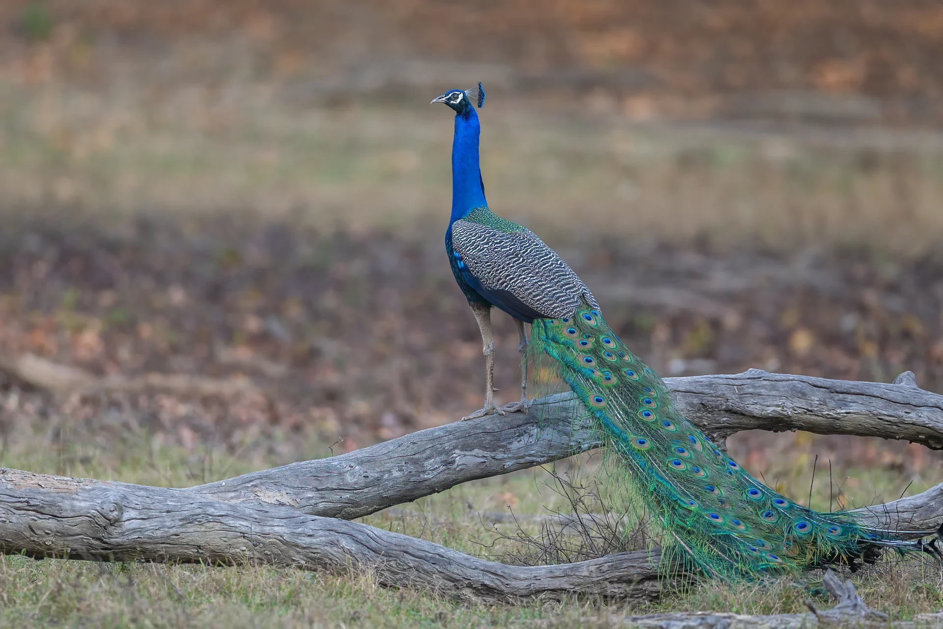 20a7456 edit edit slider 1920 peacock